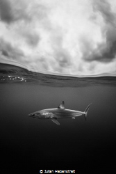 Torpedo with Fins-Shortfin mako blasting by by Julian Hebenstreit 